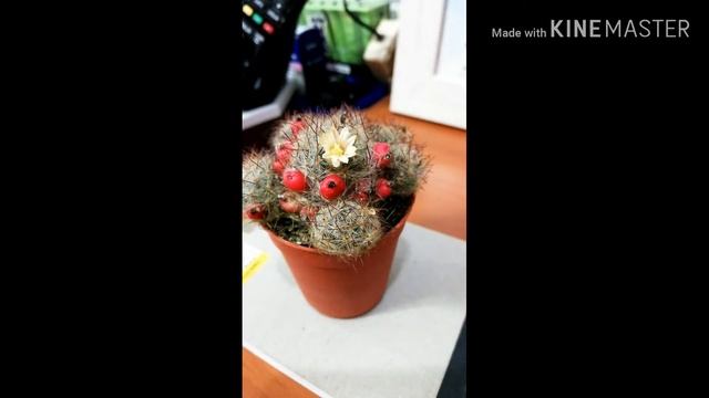 Time-Lapse : Blooming of Mammillaria prolifera смотреть онлайн