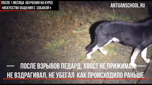 "До и После" обучения "Искусству общения с собакой"! смотреть онлайн