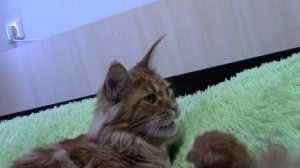 Кот Мейн-кун нянчится с котёнком мейн-куном!