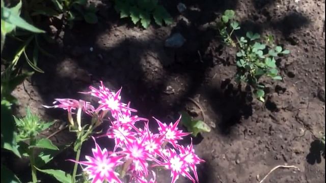 Разноцветные краски однолетнего. флокса Преимущества однолетних флоксов смотреть онлайн