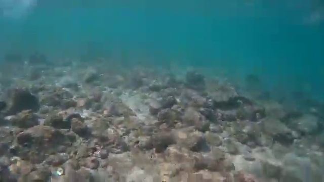 Акула в дикой природе на камеру, ОАЭ, Дубай, Фуджейра, Акулий остров.10/2017 смотреть онлайн