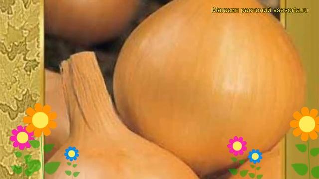 Лук репчатый Стурон. Краткий обзор, описание характеристик, где купить семена, луковицы Sturon смотреть онлайн