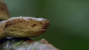 КЕЙМАДА-ГРАНДИ | САМЫЙ ОПАСНЫЙ ОСТРОВ В МИРЕ