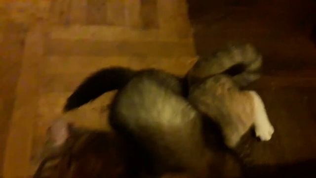 Хорёк и кошка - Хотела кота, подсунули хорька =) смотреть онлайн