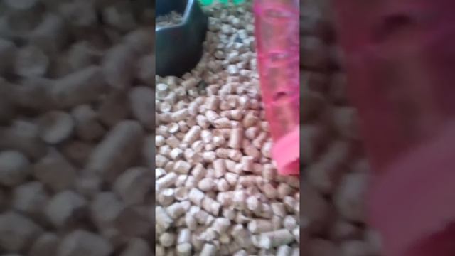 Каналу домашняя панда и пони смотреть онлайн