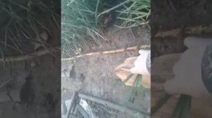 Мифы и реальность обозрение на сорта лука на выгонку пера Какой сорт лучше выбрать на перо