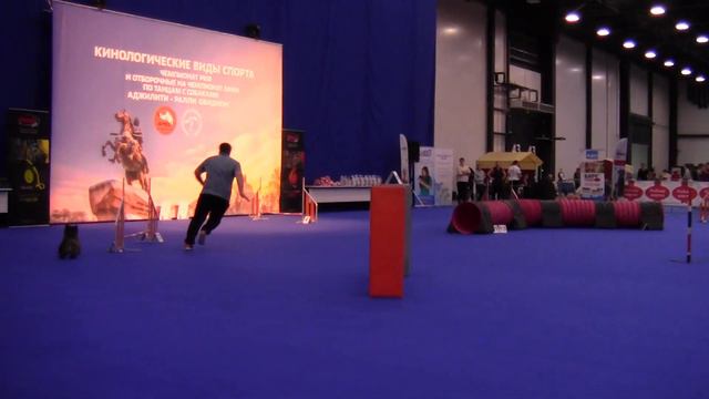 D-OPEN S - Арчибасов Сергей и керн терьер ЕГО ВЕЛИЧЕСТВО ВИКЕНТИЙ С НЕВСКОГО БЕРЕГА смотреть онлайн