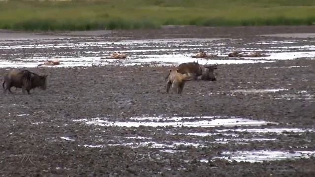 The Tragic Moment When Baboon Just Goes Through A Fierce Battle With a Fierce Enemy| Survival Battl смотреть онлайн