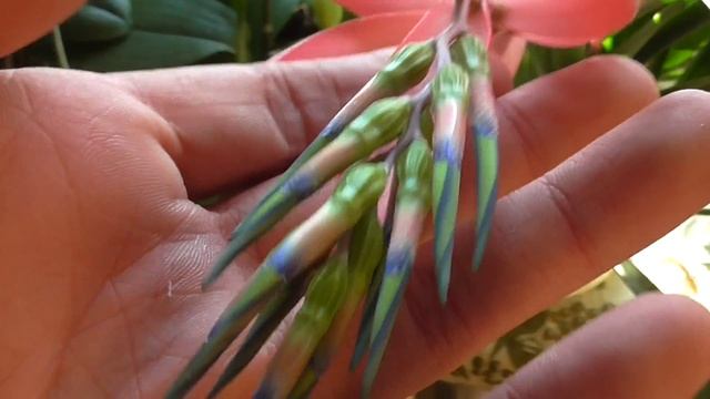 Бильбергия поникающая показала бутоны смотреть онлайн