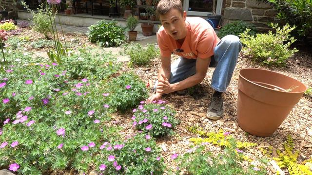 HARDY GERANIUM: How to Divide & Shear Back for more Flowers смотреть онлайн