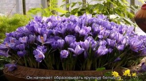 Когда выкапывать крокусы — пересадка на новое место