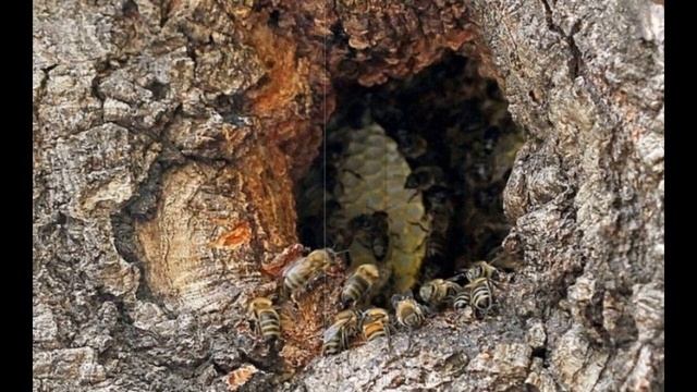 Бджоли смотреть онлайн