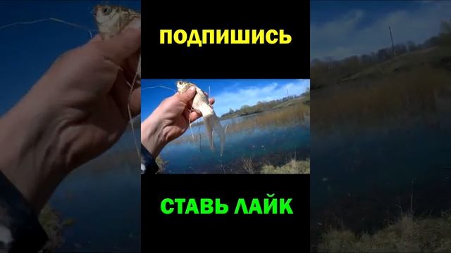 Карась-мутант. Необычный плавник. #shorts смотреть онлайн