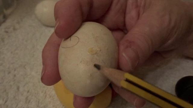 How to Spot a Bad Egg in the Incubator смотреть онлайн