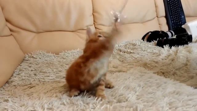 Котенок мейн-кун R1 смотреть онлайн