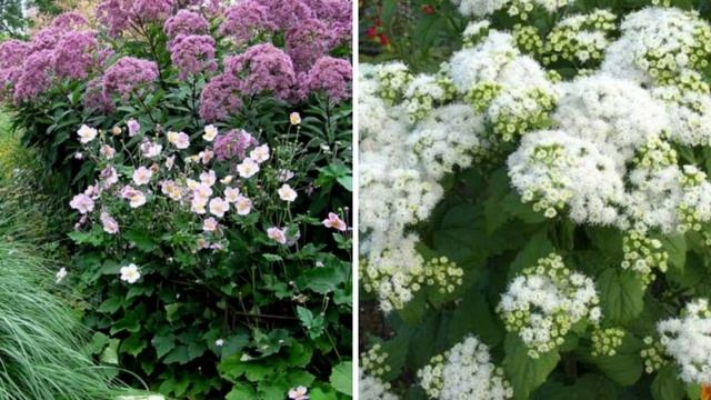 Самые неприхотливые быстрорастущие растения для украшения клумб и цветников смотреть онлайн