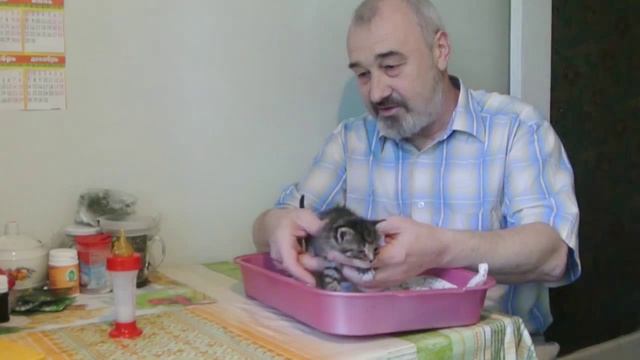 Кормление котёнка из бутылочки с соской 2 смотреть онлайн
