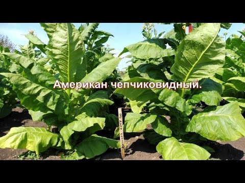 Сорт курительного табака - Американ чепчиковидный, обзор от Василича. смотреть онлайн