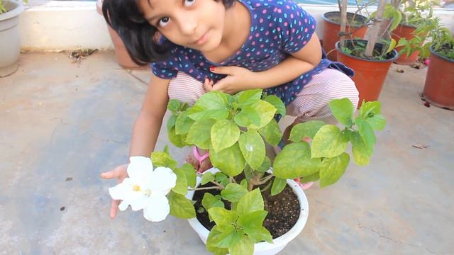 GREW Hibiscus In Bonsai Pot And THIS Happened! смотреть онлайн