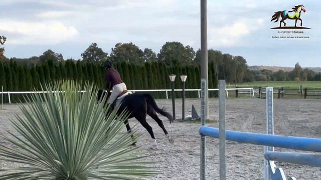 *TOP EASY FLASHY BOY*QUIDO, 2018, gelding, by Quidam de Revel @ANSporthorses смотреть онлайн