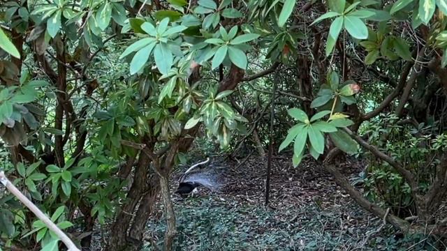 Lyrebird in the Mount Dandenong Rhododendron Gardens 26 February 2023 смотреть онлайн