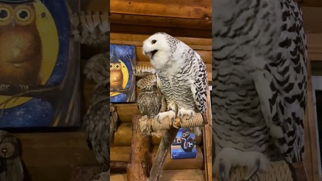 Странная дружба, но это факт ?? смотреть онлайн