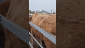 Скотный рынок Учкекен(КЧР)! 16.04.2023