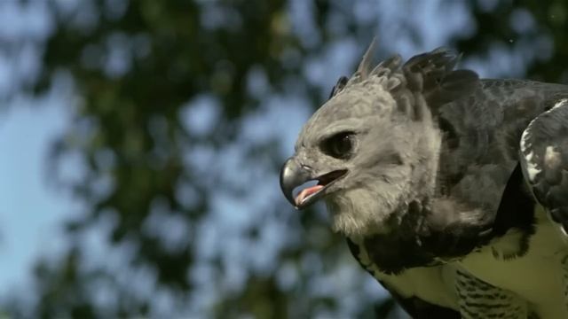 Monkey Punished By an Eagle, And Her Young Ate it !! смотреть онлайн