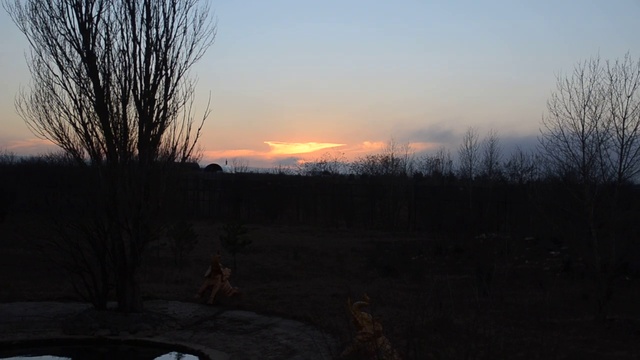 Перекличка львов на закате ! смотреть онлайн