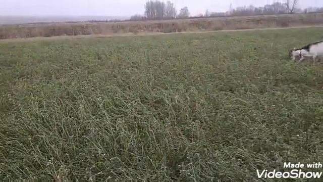 Овцы на люцерне смотреть онлайн