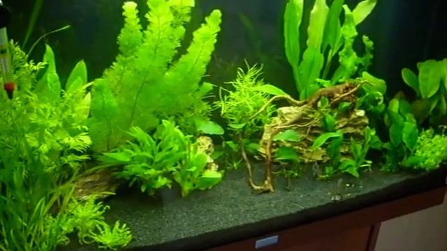 Наш аквариум,боливийские бабочки,гурами.... смотреть онлайн