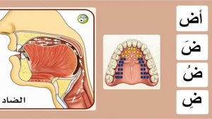 Буква ض. Махрадж. Айман Сувейд. Таджвид. Правильное произношение арабских букв.