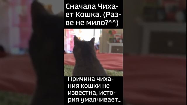 Внимание! Кошка и Rush (Сергей) Чихают в этом видео! ► Кто кого перечихал?!? смотреть онлайн