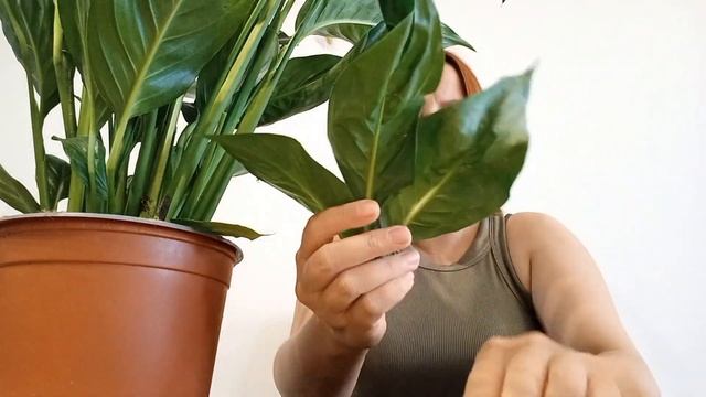 ГИГАНТСКИЙ спатифиллум. ПЕРЕСАДКА. ГРУНТ. КАШПО. РЕЗУЛЬТАТ. смотреть онлайн