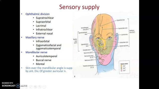 Gross anatomy of the FACE_ Anatomy Book Club смотреть онлайн