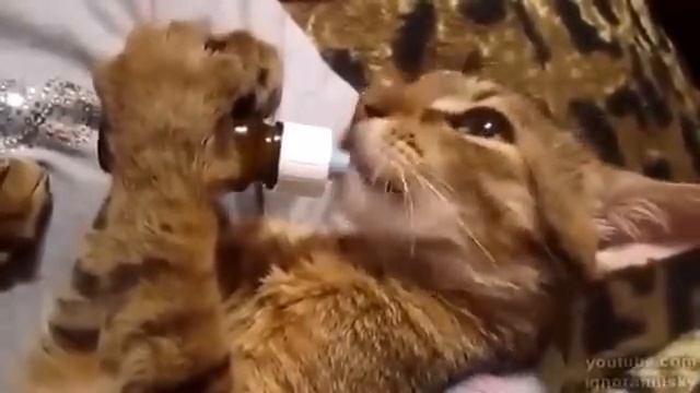 валерьянка и кот смотреть онлайн