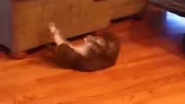 Dont mess with buff cat смотреть онлайн