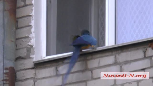 Видео "Novosti-N": в Николаеве снова ловили попугая смотреть онлайн