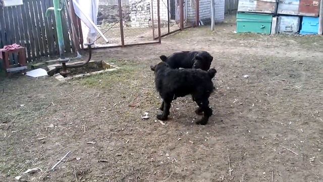 Русский Черный Терьер( РЧТ) Северодонецк