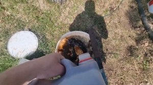 Чем подкармливать клубнику? Биогумус и эко продукт