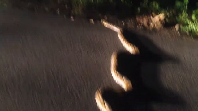 Ночью питон на дороге смотреть онлайн