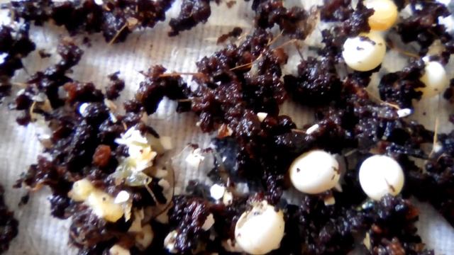 Улитята Ахатины вылупились!