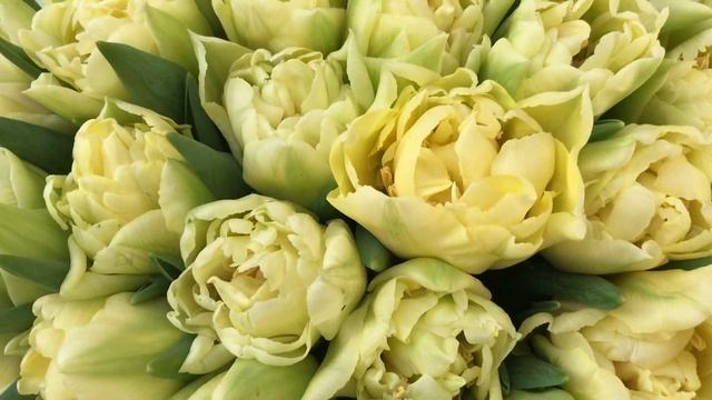 Тюльпаны бело-желтые 51 штука смотреть онлайн