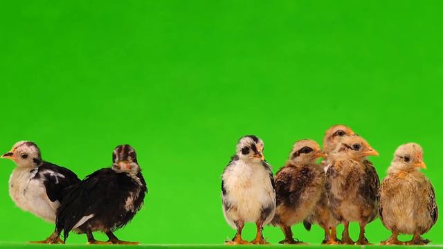 Chicken | Green Screen - 4K FREE DOWNLOAD смотреть онлайн