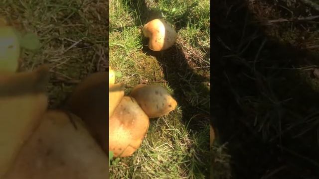 Маслята прямо на участке смотреть онлайн