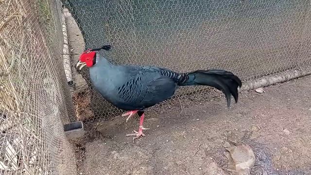 Сиамская лофура смотреть онлайн