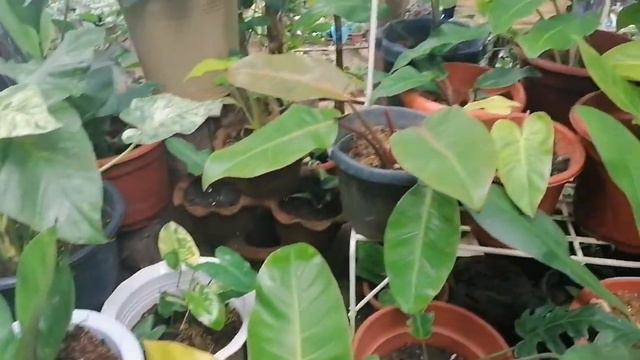 THE QUEEN OF PHILODENDRONS IN JIMENEZ, MISAMIS OCCIDENTAL Miss Mimi "The Imyat" смотреть онлайн