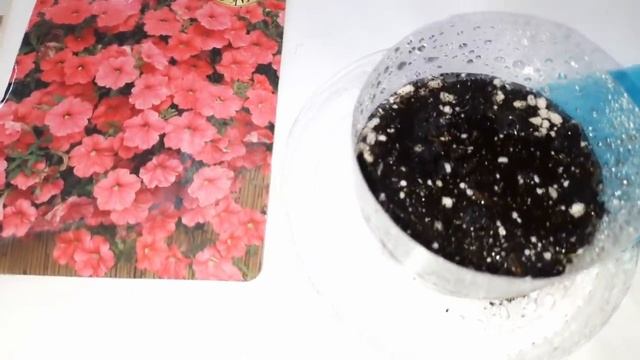 РАННИЙ ПОСЕВ ПЕТУНИИ АМПЕЛЬНОЙ ДЛЯ ВЫРАЩИВАНИЯ МАТОЧНОГО КУСТА. смотреть онлайн