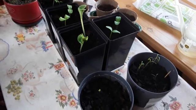 Сажаю рассаду заново смотреть онлайн