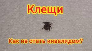 Как защититься от клещей